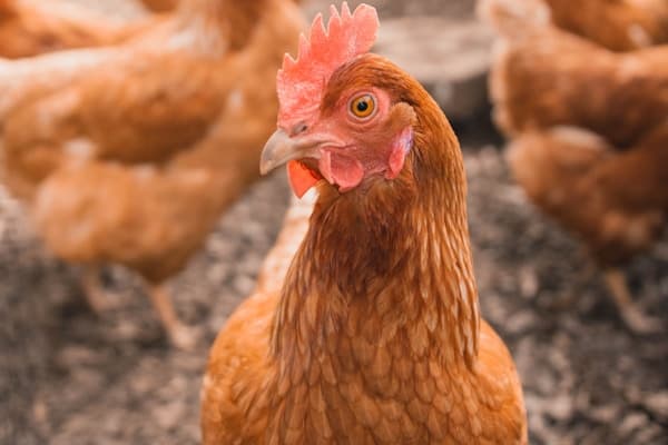 Sustainable Poultry Farming: Technology Meets Tradition